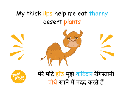 My First Bilingual Pack — Hindi & English A-Z Flashcards