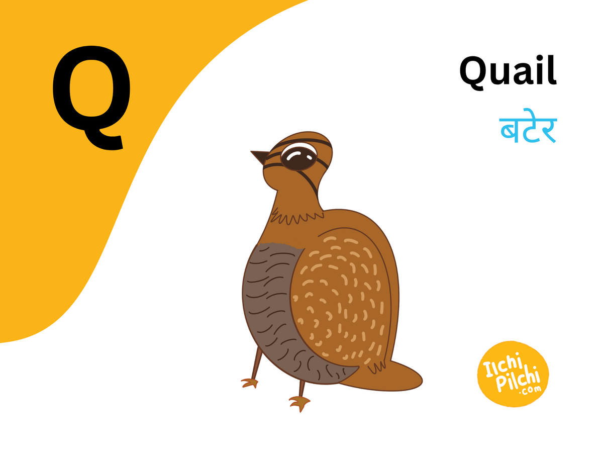 My First Bilingual Pack — Hindi & English A-Z Flashcards